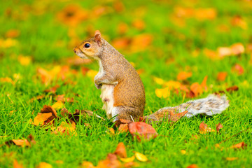 Naklejka na ściany i meble grey squirrel in autumn park