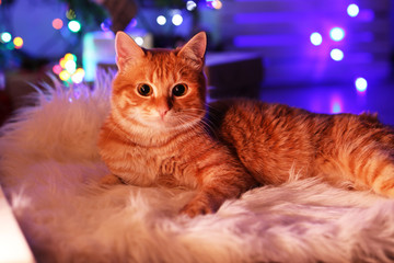 Red cat at home in Christmas time