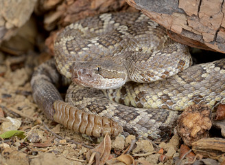 Southern Pacific Rattlesnake (Crotalus viridis helleri).