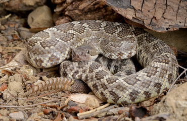 Southern Pacific Rattlesnake (Crotalus viridis helleri).