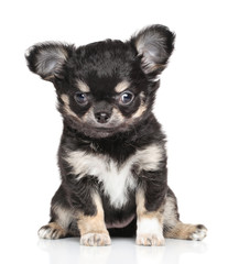 Obraz premium Chihuahua puppy