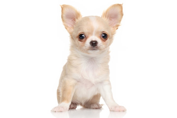 Chihuahua puppy