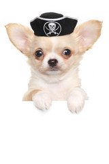 Chihuahua puppy in carnival pirate hat