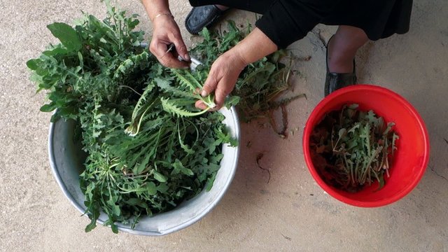 Old Greek lady cleaning and slicing green dandelion plants