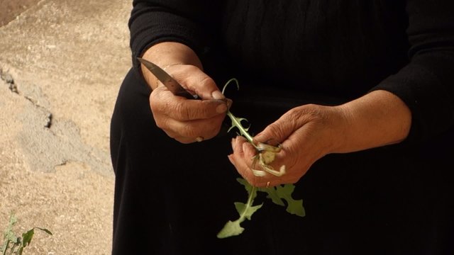 Old Greek lady cleaning and slicing green dandelion plants