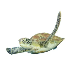 Aluminium Prints Tortoise Green Sea Turtle isolated on white background
