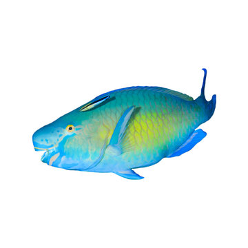 Tropical fish isolated on white: Parrotfish