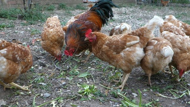 Chickens feeding at a farm in Greek village
