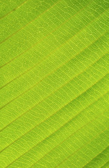 green leaf close up nature background