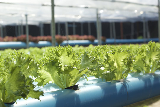 Organic hydroponic vegetables is planted in a garden
