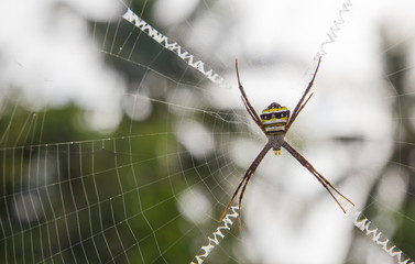 Spider on the web.
