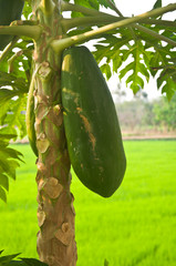 papaya on the papaya tree