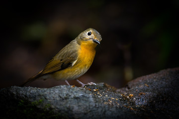 Lovely Hill Blue Flycatcher (Cyornis banyumas) in nature