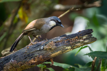 Obraz premium Black-throated laughingthrush (Garrulax chinensis) on the wood