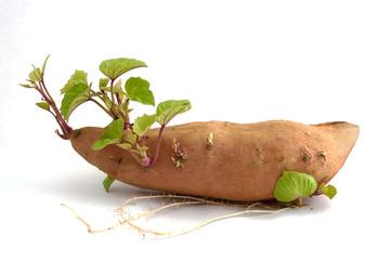 root and spread sweet potato isolated on white background.