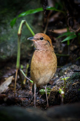 Portrait of Rusty-naped Pitta(Hydrornis oatesi) in nature