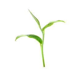 Green tea leaf isolated on white background