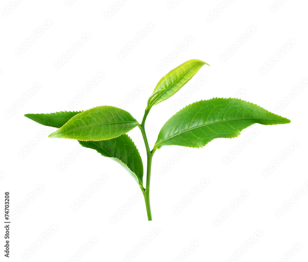 Wall mural green tea leaf isolated on white background