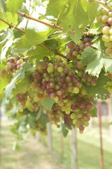 Grape vines in a vineyard