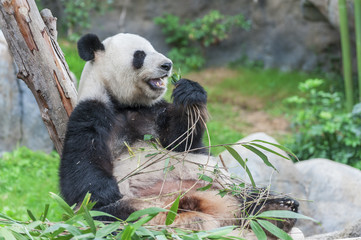 Obraz na płótnie Canvas Giant panda bear eating bamboo leaf