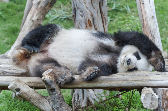 A sleeping giant panda bear