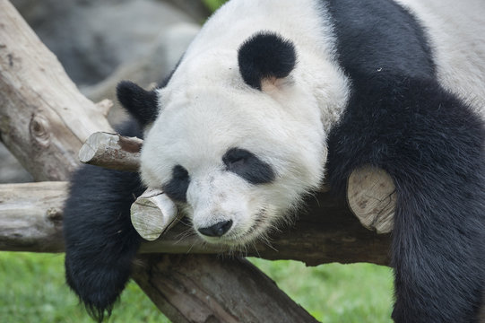 Fototapeta A sleeping giant panda bear