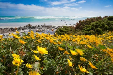 Tuinposter Flowers season in Cape Town © Martin Benes