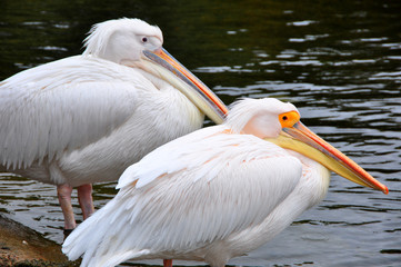 Pelicans at St James Park, London