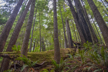 Fototapeta na wymiar Redwood trees in Redwood national park, California