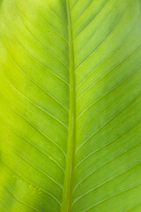 Texture background of backlight fresh green Leaf