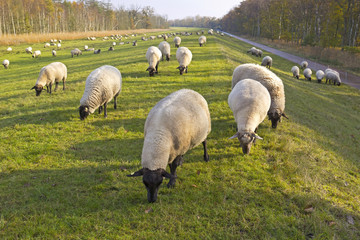 Flock of Sheeps on Dyke