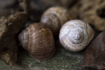 Empty snail houses among the autumn leaves background