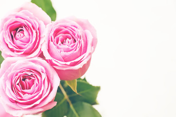 pink roses