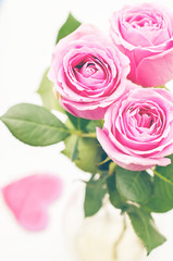 pink roses