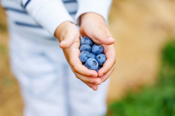 Little boy picking blueberry on organic self pick farm