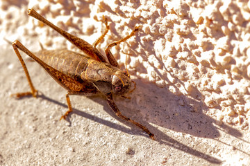 A cricket ready to jump