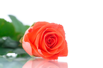 beautiful natural rose