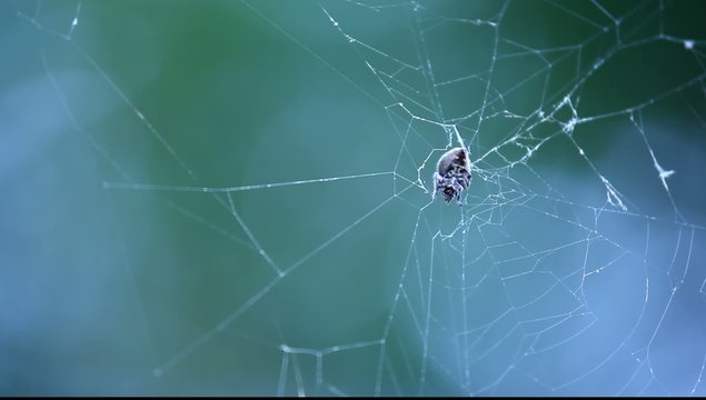 Halloween Scary Spiderweb