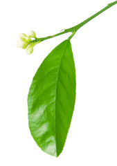 Obraz premium Lemon tree