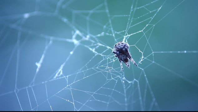 Halloween Scary Spiderweb