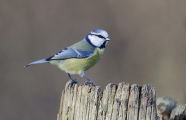 Blue tit, Parus caeruleus