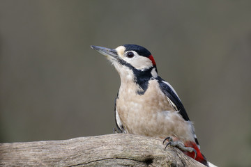 Great-spotted woodpecker, Dendrocopos major