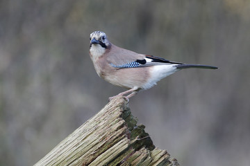 Jay, Garrulus glandarius