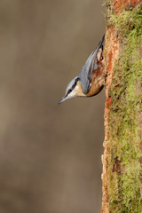 Nuthatch, Sitta europaea