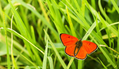 Obraz premium Butterfly Large copper (Lycaena dispar) on green grass