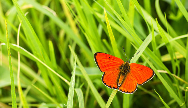 Butterfly Large copper (Lycaena dispar)  on green grass