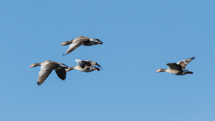 Ánsares Comunes en vuelo. Anser anser. Lagunas de Villafáfila © LFRabanedo