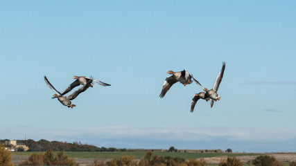 &Aacute;nsares Comunes en vuelo. Anser anser. Lagunas de Villaf&aacute;fila