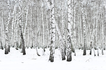 winter forest