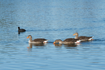 Ánsares Comunes. Anser anser. Focha Común. Fulica atra.